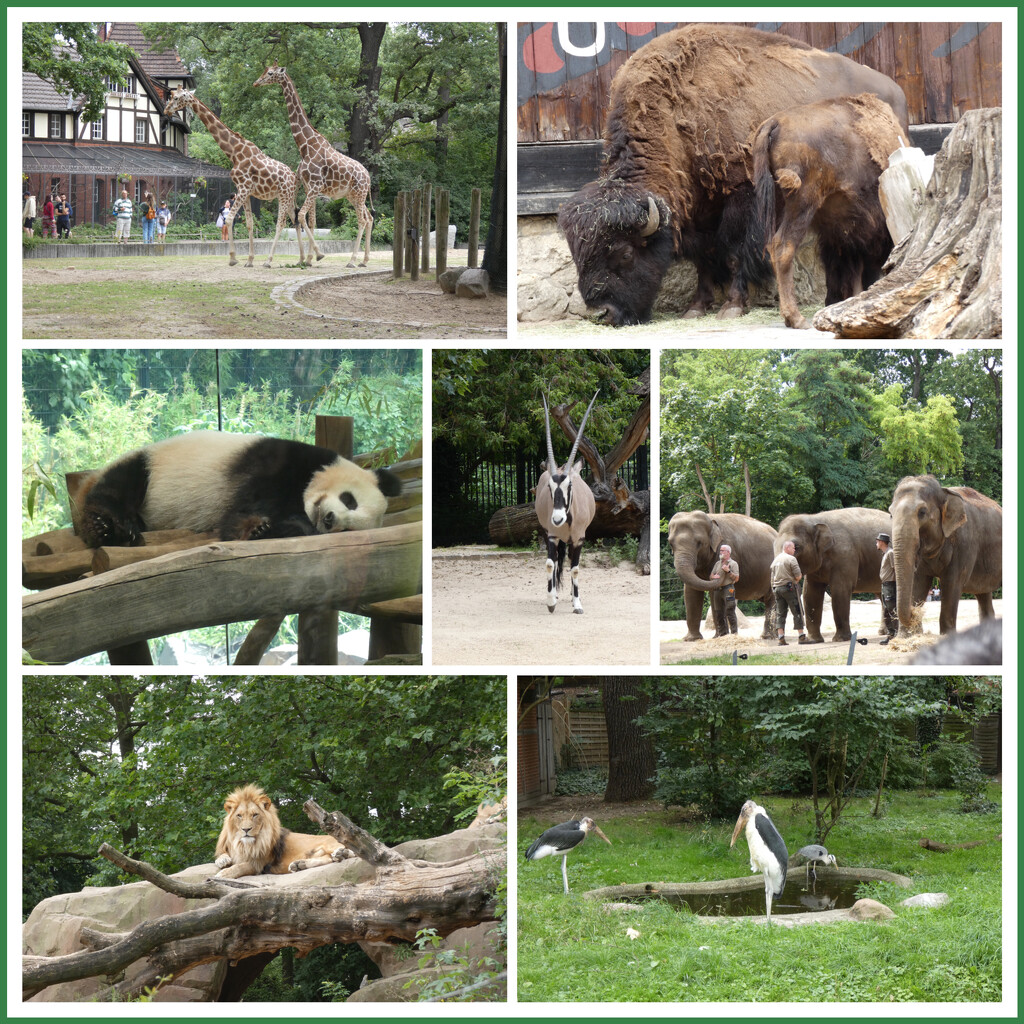 Berlin Zoo Today  by foxes37