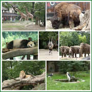 3rd Jul 2023 - Berlin Zoo Today 
