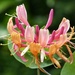 Honeysuckle by fishers