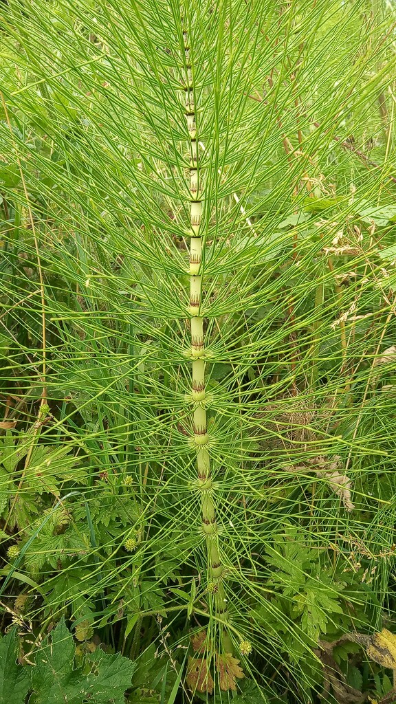 Horse tail plant by 365projectorgjoworboys
