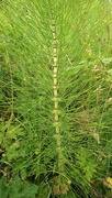 3rd Jul 2023 - Horse tail plant