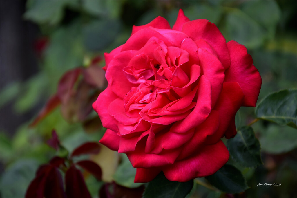 A rose from Jászberény by kork