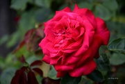 1st Jul 2023 - A rose from Jászberény