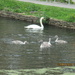A Swan with four cygnets. by grace55