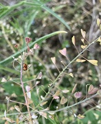 1st Jul 2023 - Ladybug and heart shaped leaves. 