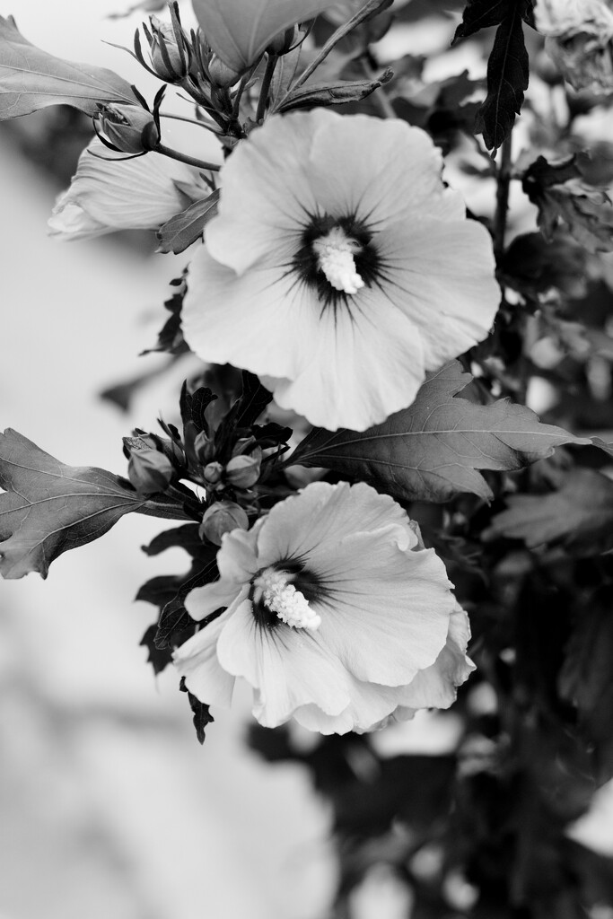 #143 - Flowers in black on white by chronic_disaster