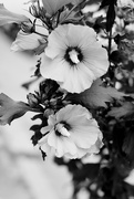 28th Jun 2023 - #143 - Flowers in black on white
