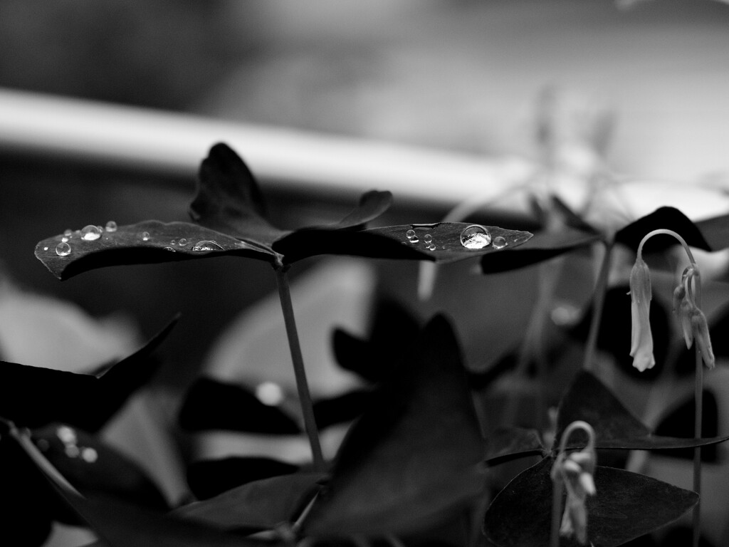 #141 - Raindrops on oxalis by chronic_disaster