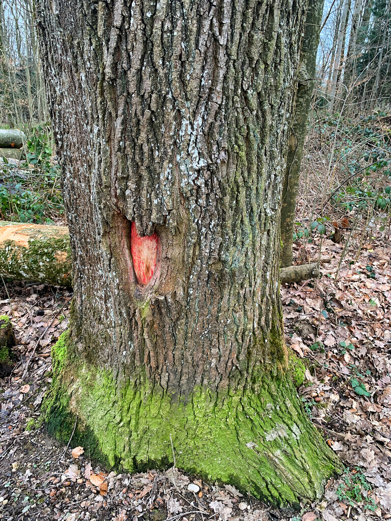 Red heart on a tree.  by cocobella