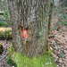 Red heart on a tree.  by cocobella