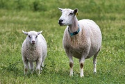 3rd Jul 2023 - Sheep
