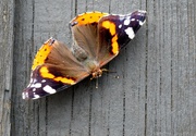 3rd Jul 2023 - Red Admiral