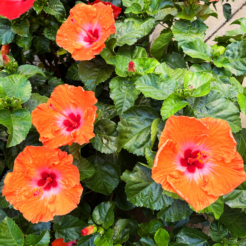 Four Orange Flowers by yogiw