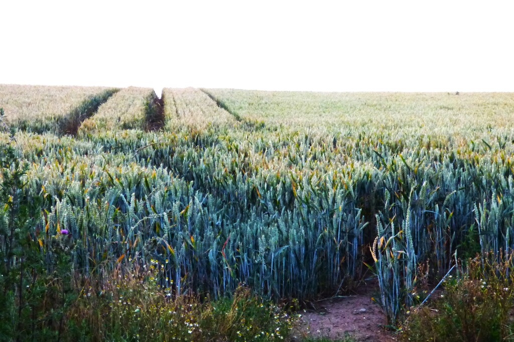 A field of corn.  by beryl