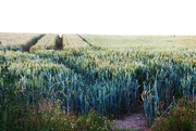 3rd Jul 2023 - A field of corn. 