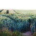 A field of corn.  by beryl
