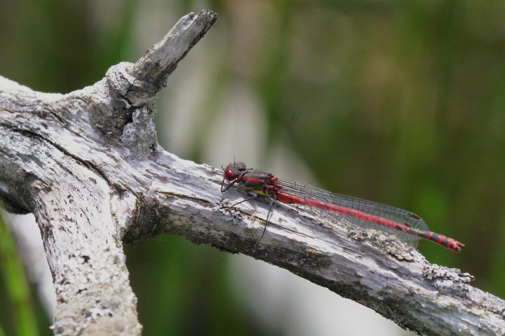 LARGE RED DAMSELFLY by markp