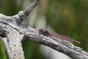 25th Jun 2023 - LARGE RED DAMSELFLY