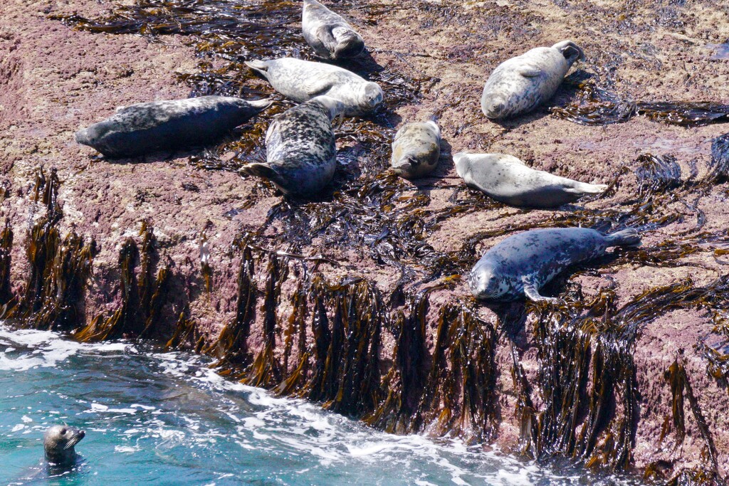 GREY SEALS  by markp