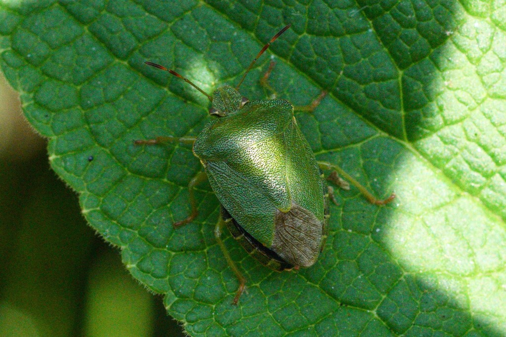 SHIELD BUG by markp