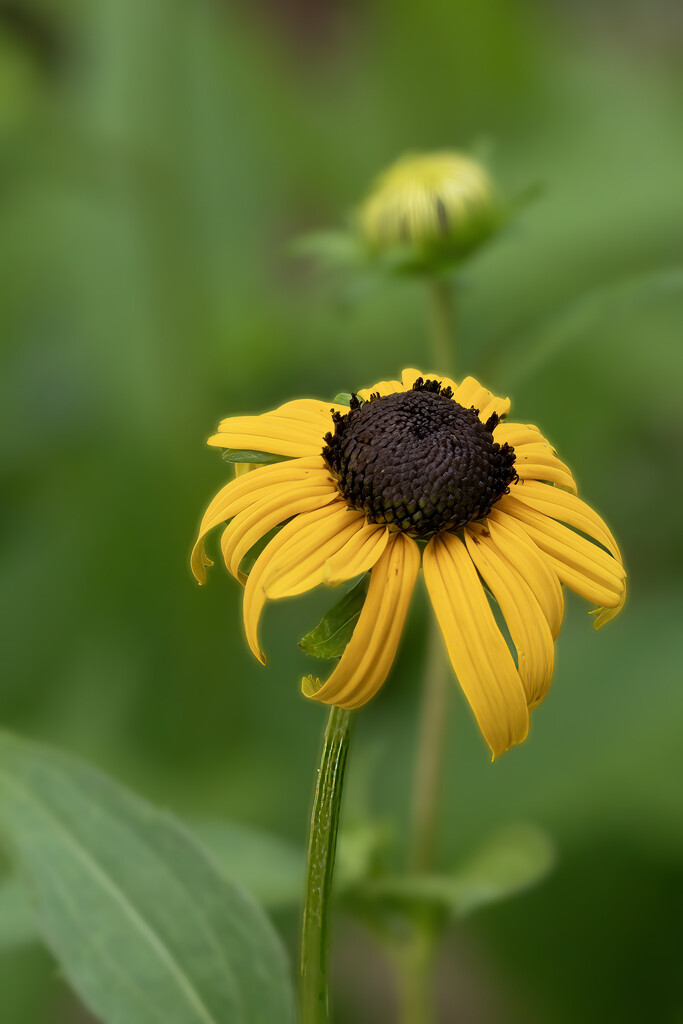 Blackeyed Suzie by k9photo