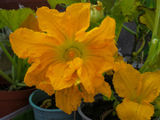 2nd Jul 2023 - courgette flowers