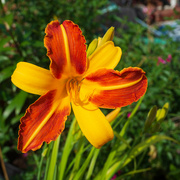 29th Jun 2023 - two tone day lily