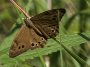 3rd Jul 2023 - Northern pearly-eye butterfly