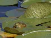 3rd Jul 2023 - American bullfrog on a lilly pad