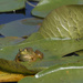 American bullfrog on a lilly pad by rminer