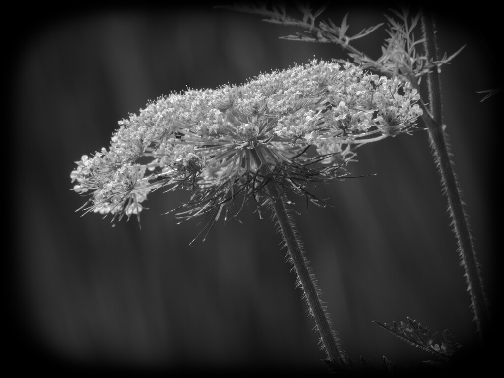 Queen Anne's Lace  by rminer