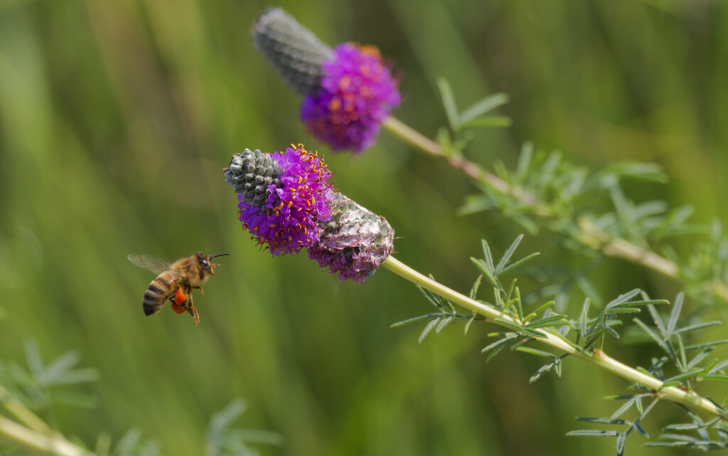 purple prairie clover and bee by rminer