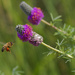 purple prairie clover and bee by rminer