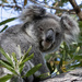 big boy Eddie by koalagardens