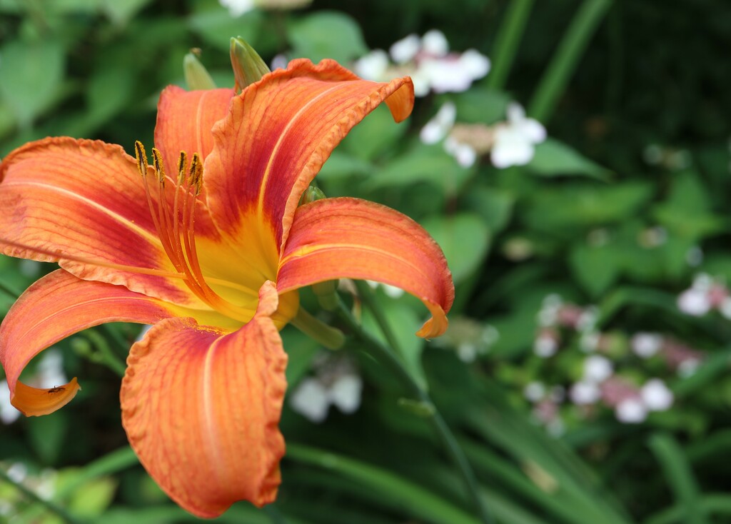 Summer Daylilies by 365projectorgheatherb