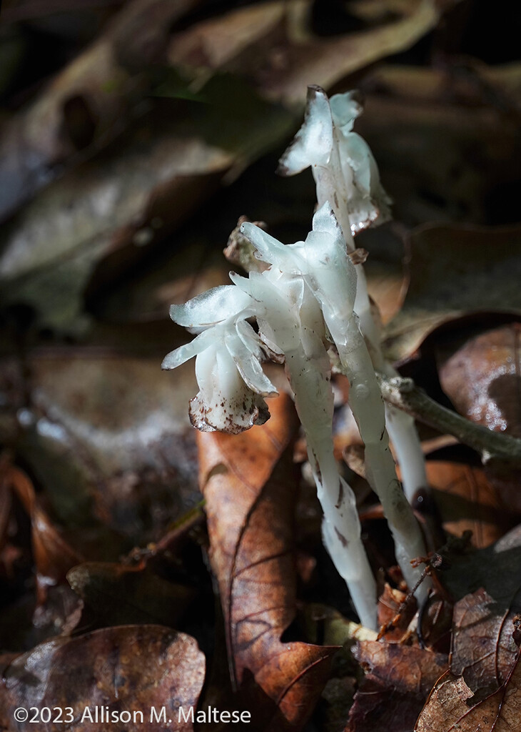 Indian Pipes by falcon11