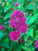 3rd Jul 2023 - My spirea