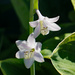 First hosta bloom by larrysphotos