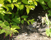 3rd Jul 2023 - Fledged Today