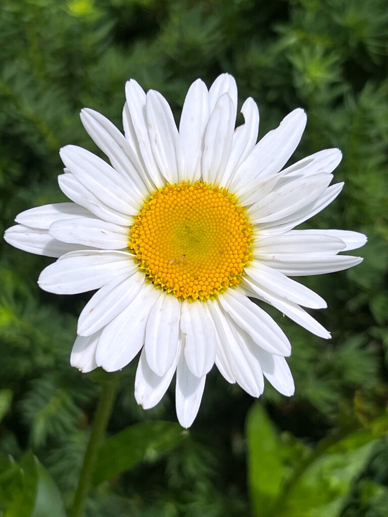 Daisy - in Full Bloom by njmom3