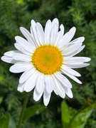 29th Jun 2023 - Daisy - in Full Bloom
