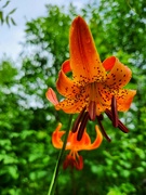 3rd Jul 2023 - Trail-side lilies