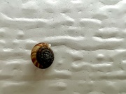 3rd Jul 2023 - Micro Snail