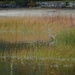 Great Blue Heron by sunnygreenwood