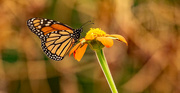 3rd Jul 2023 - Monarch Butterfly!