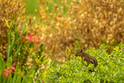 2nd Jul 2023 - Chipmunk