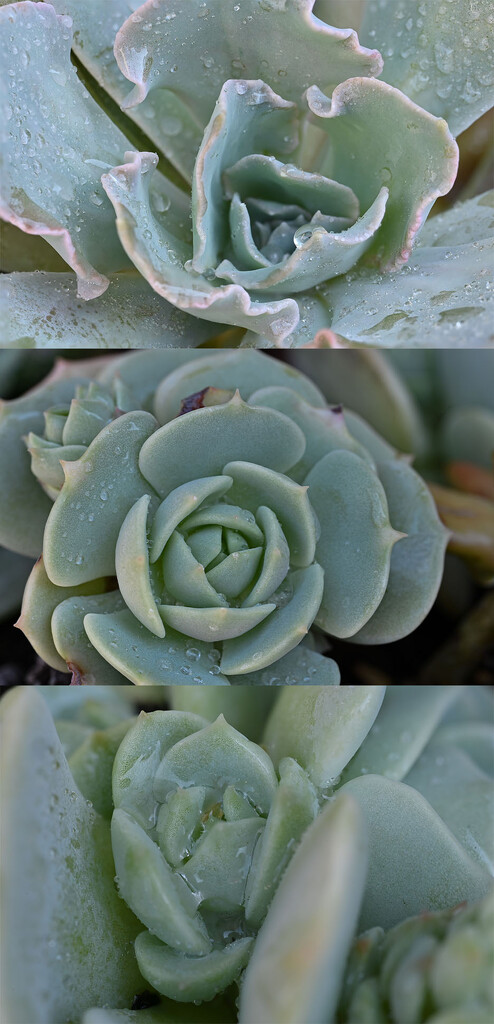 Succulents 3 by theredcamera