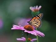 3rd Jul 2023 - Butterfly So Free