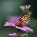 Butterfly So Free by lynnz