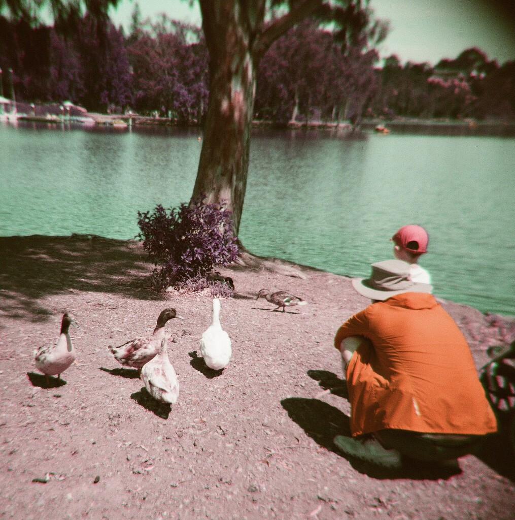 Don’t Feed The Ducks by sakkasie
